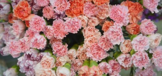 Pallet Pooler hilft Blumen zum Muttertag